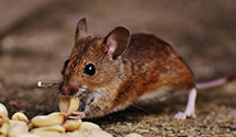 24 Hour & Emergency Exterminators in Sewanee, TN